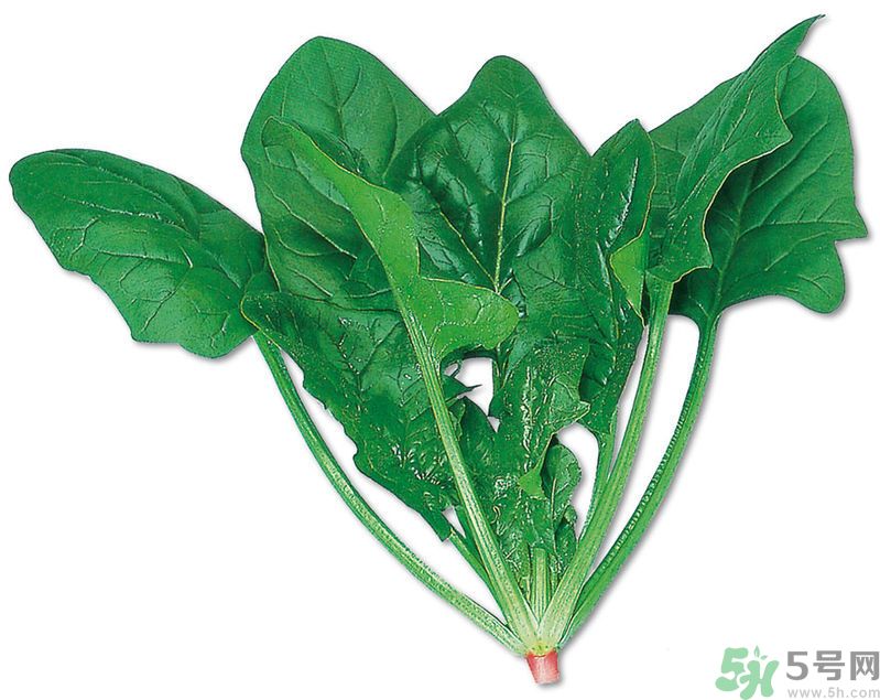 菠菜可以炒韭菜嗎？菠菜和韭菜一起吃怎么樣？