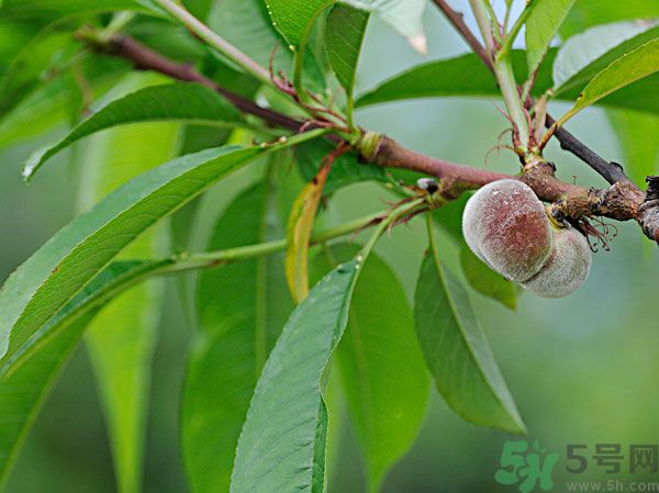 毛桃怎么清洗干凈？毛桃怎么去毛？