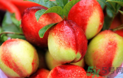 油桃孕婦可以吃嗎?孕婦吃油桃對(duì)胎兒有影響嗎