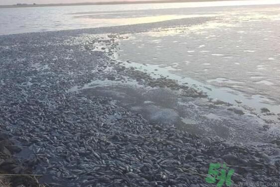 呼倫貝爾河為什么被污染？喝了呼倫貝爾河污染的水會怎么樣？