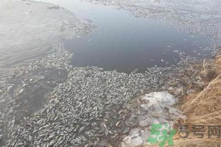 呼倫貝爾河為什么被污染？喝了呼倫貝爾河污染的水會怎么樣？