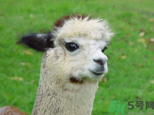 羊駝成餐桌新寵澳洲人最喜脖子肉 羊駝能吃嗎?