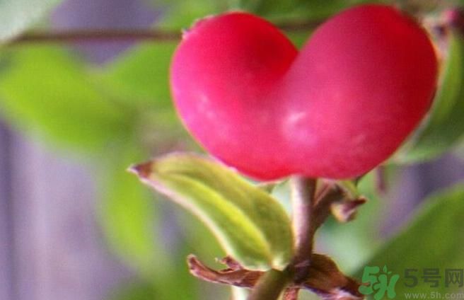 心形水果叫什么？杈杷果可以吃嗎？