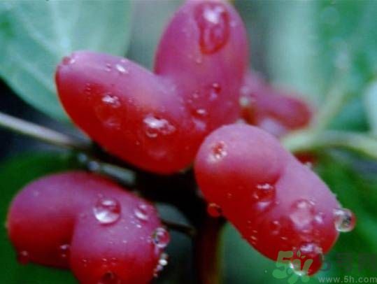 心形水果叫什么？杈杷果可以吃嗎？