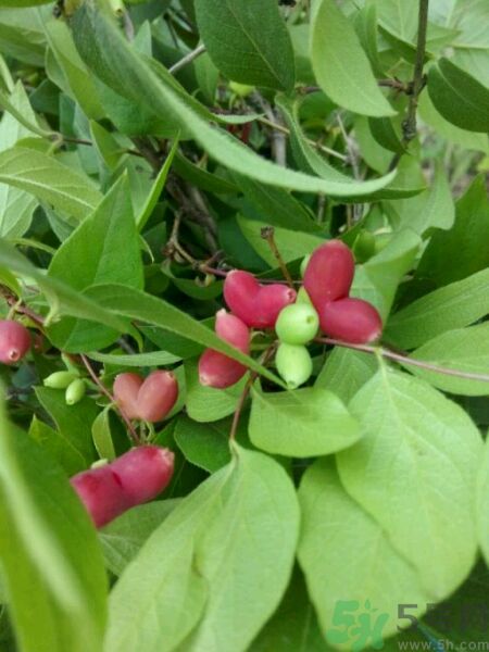 心形水果叫什么？杈杷果可以吃嗎？