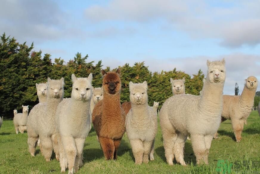 草泥馬是羊駝嗎？萌萌噠草泥馬居然被吃啦!
