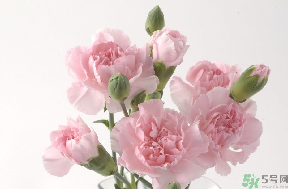 母親節(jié)送幾朵康乃馨好？母親節(jié)應該送幾朵康乃馨？