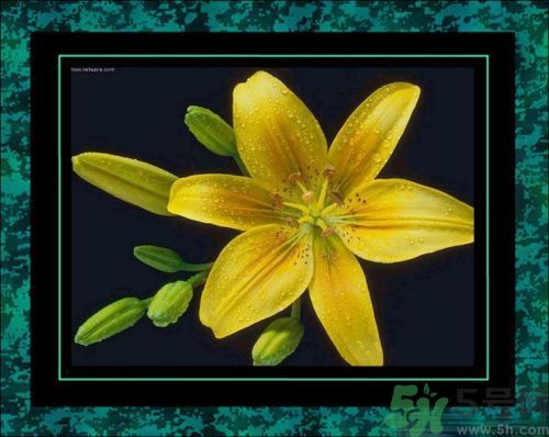 母親節(jié)送什么花好？母親節(jié)應該送什么鮮花？