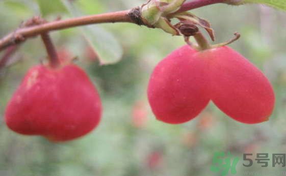 杈杷果好吃嗎？杈杷果的營養(yǎng)價值與功效