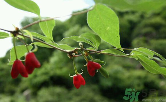 杈杷果好吃嗎？杈杷果的營養(yǎng)價值與功效