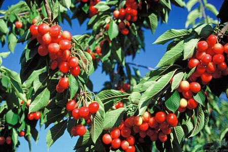 櫻桃和番茄能一起吃嗎？櫻桃和西紅柿能一起吃嗎？