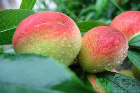 哪些人不可以吃毛桃？毛桃哪些人不可以吃？