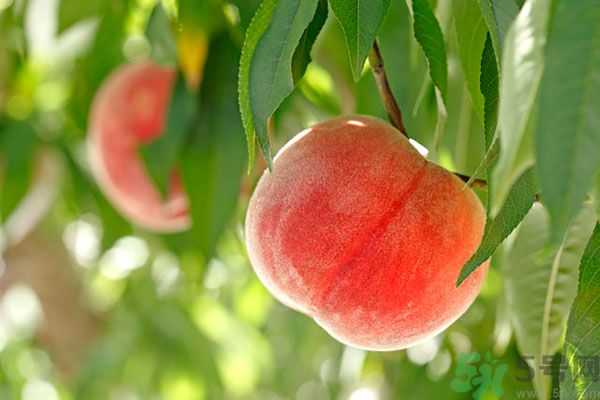 桃子跟什么不能一起吃？桃子跟什么相克？