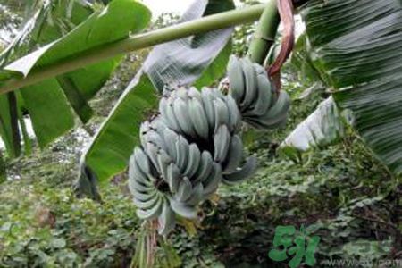 牛奶蕉是發(fā)物嗎？牛奶蕉是不是發(fā)物？