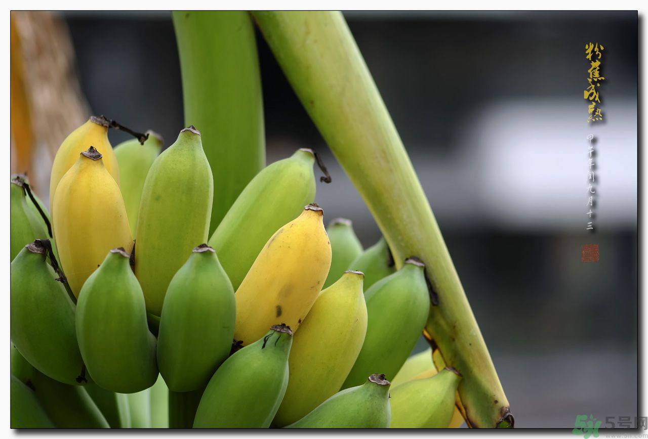 孕婦可以吃牛奶蕉嗎？孕婦吃牛奶蕉好嗎？