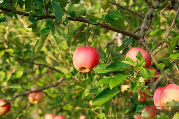 蘋(píng)果皮上的蠟對(duì)身體有害嗎？蘋(píng)果蠟吃了會(huì)