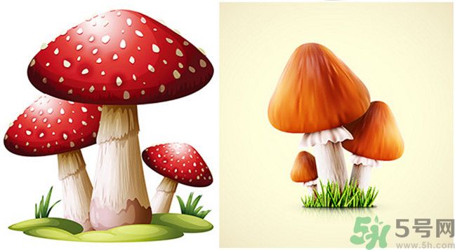 吃蘑菇可以喝酒嗎？吃蘑菇喝酒會中毒嗎？