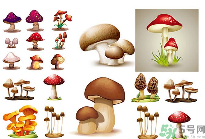 吃蘑菇可以喝酒嗎？吃蘑菇喝酒會中毒嗎？