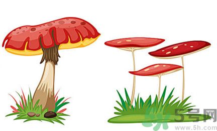 吃蘑菇可以喝酒嗎？吃蘑菇喝酒會中毒嗎？