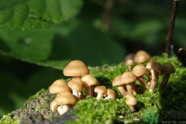 蘑菇有白毛能吃嗎？蘑菇上面長(zhǎng)了一層白毛還能吃嗎？