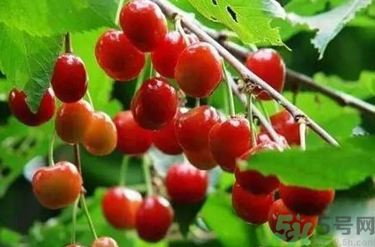 櫻桃是溫性的還是熱性的？櫻桃是溫性的嗎？