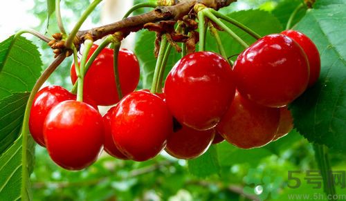 產(chǎn)婦能吃櫻桃嗎？產(chǎn)婦吃櫻桃好不好？