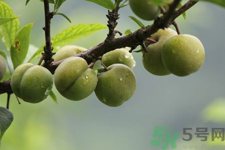 李子是熱性還是涼性？李子是涼性的嗎？