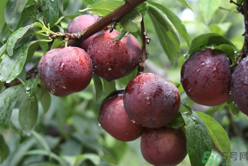 李子是發(fā)物嗎？李子是不是發(fā)物？