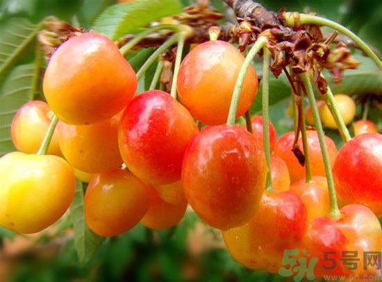 人流后可以吃櫻桃嗎？流產(chǎn)后可以吃櫻桃嗎 ?