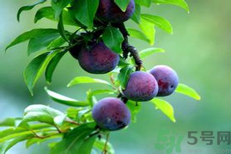 胃不好可以吃李子嗎？胃不好吃李子好嗎？