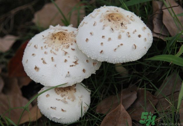蘑菇能生吃嗎？蘑菇生吃會中毒嗎？