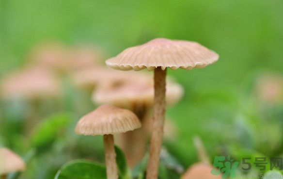 蘑菇能生吃嗎？蘑菇生吃會中毒嗎？