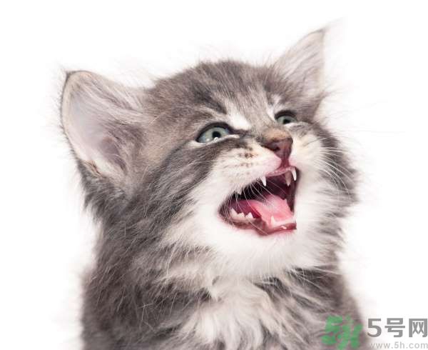 貓咪什么在時候換牙？貓咪換牙要注意什么？