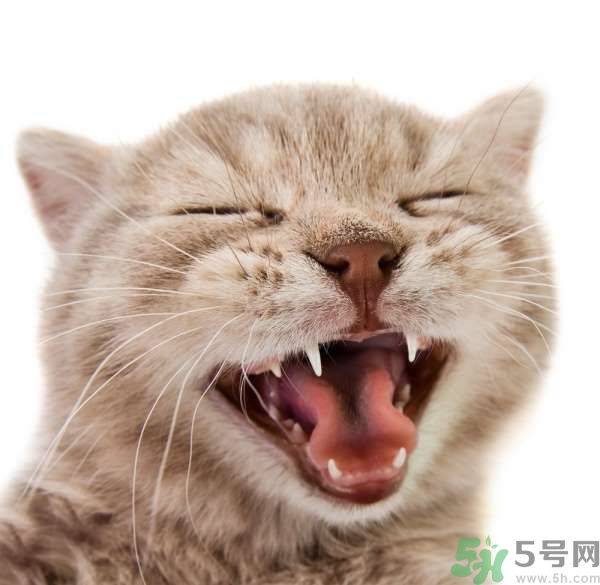 貓咪什么在時候換牙？貓咪換牙要注意什么？