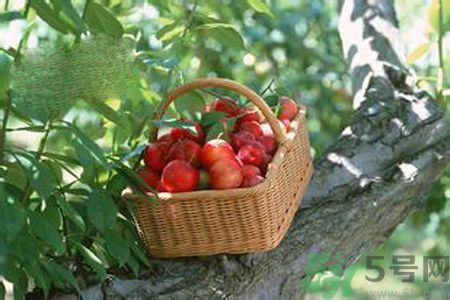 糖尿病可以吃李子嗎？糖尿病吃李子好嗎？