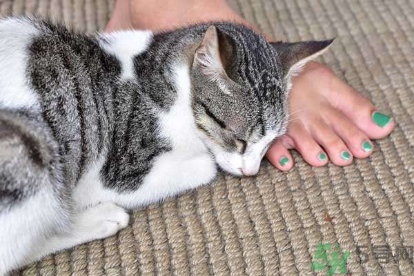 和寵物一起睡覺(jué)要注意什么？寵物睡姿有什么含義？