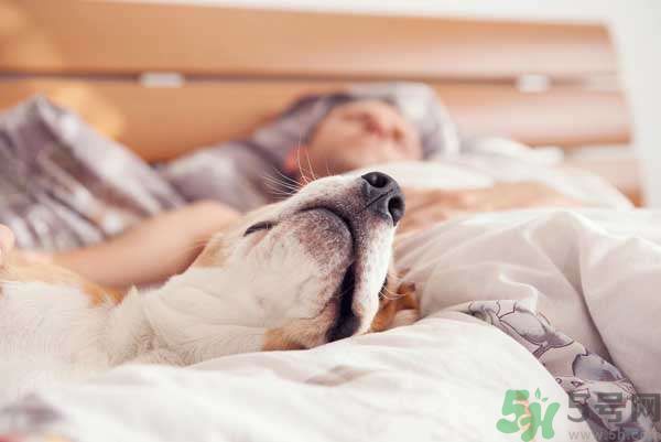 和寵物一起睡覺(jué)要注意什么？寵物睡姿有什么含義？