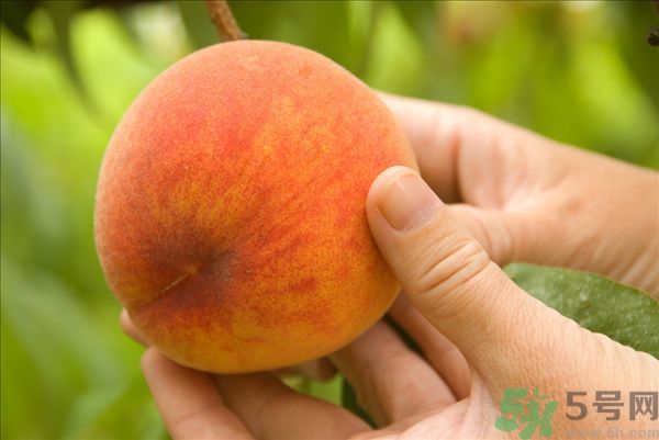 桃子和梨子能一起吃嗎？桃子和梨子一起吃好嗎？