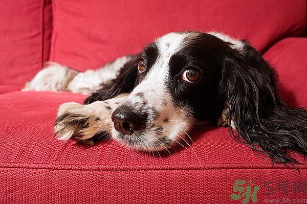 如何清潔沙發(fā)？清潔沙發(fā)要注意什么？