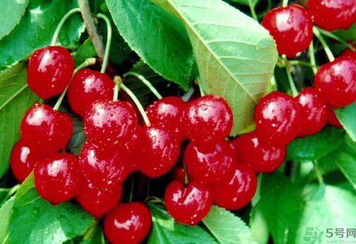 櫻桃吃多了會流鼻血嗎？吃櫻桃流鼻血了怎么辦？