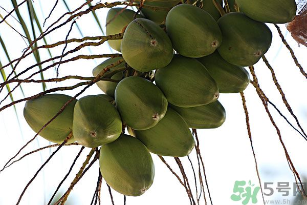 椰子是酸性還是堿性？椰子是堿性還是酸性？