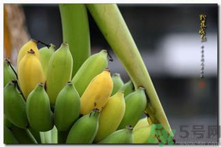 牛奶蕉可以減肥嗎？牛奶蕉怎么吃減肥？