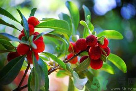 楊梅是不是發(fā)物？楊梅是發(fā)物嗎？