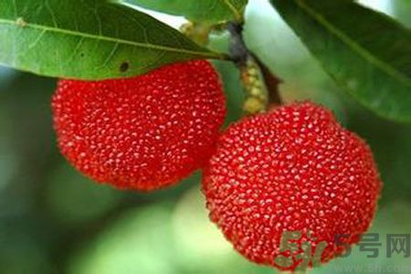 楊梅是不是發(fā)物？楊梅是發(fā)物嗎？