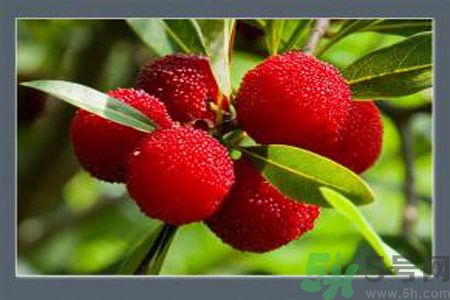 楊梅是酸性還是堿性？楊梅是酸性的嗎？