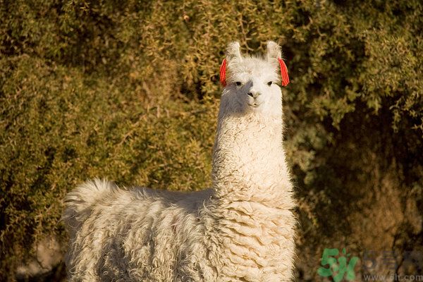 羊駝肉的營養(yǎng)價值 羊駝肉的功效與作用 羊駝肉的營養(yǎng)價值 羊駝肉的功效與作用