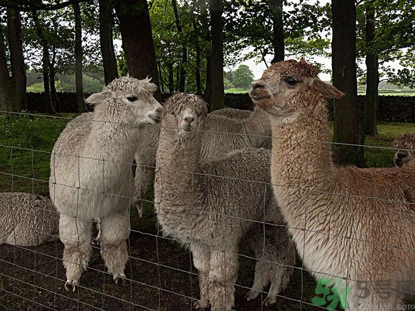 羊駝肉的營養(yǎng)價值 羊駝肉的功效與作用 羊駝肉的營養(yǎng)價值 羊駝肉的功效與作用