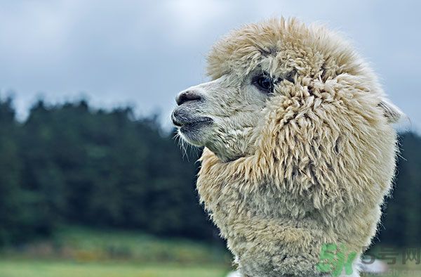 羊駝肉的營養(yǎng)價值 羊駝肉的功效與作用 羊駝肉的營養(yǎng)價值 羊駝肉的功效與作用