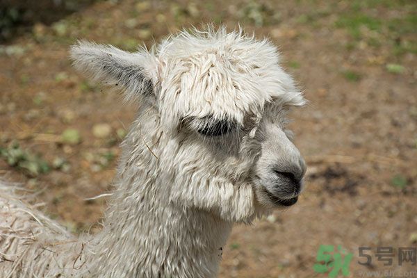 羊駝肉的營養(yǎng)價值 羊駝肉的功效與作用 羊駝肉的營養(yǎng)價值 羊駝肉的功效與作用