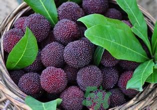 寶寶可以吃楊梅嗎？寶寶多大可以吃楊梅？